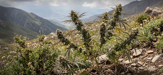 Landrassen: De Oudste Soorten Cannabis Strains