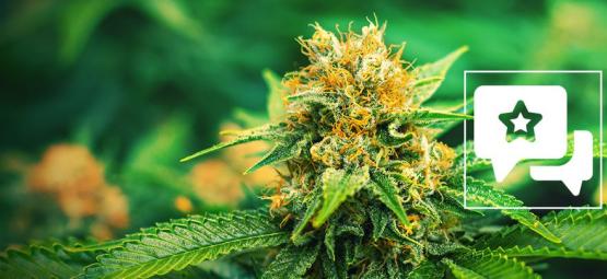 Mango Haze: Cannabis Strain Review & Informatie