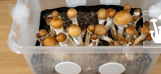 Hoe Maak Je Een Monotub Om Grote Hoeveelheden Paddo's Te Telen?