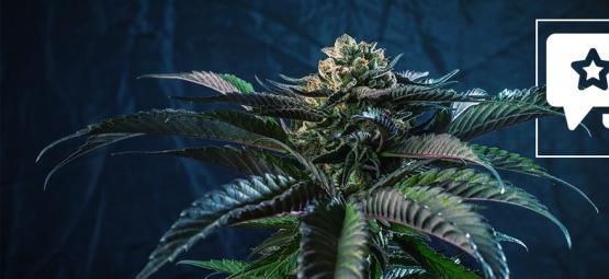 Silver Haze: Cannabis Strain Review & Informatie