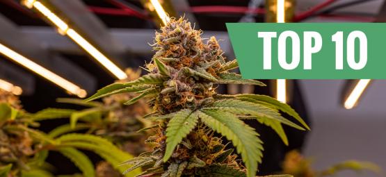 Top 10 Hoogste Cannabis Strains