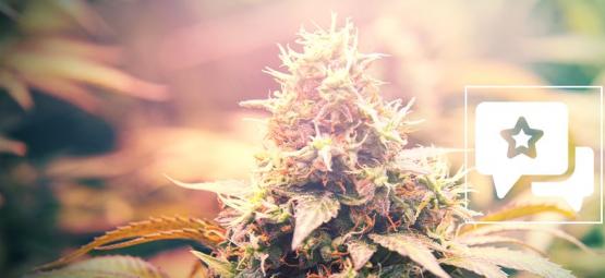 Candy Kush: Cannabis Strain Review & Informatie
