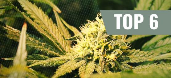Top 6 Cannabis Strains Met THCV