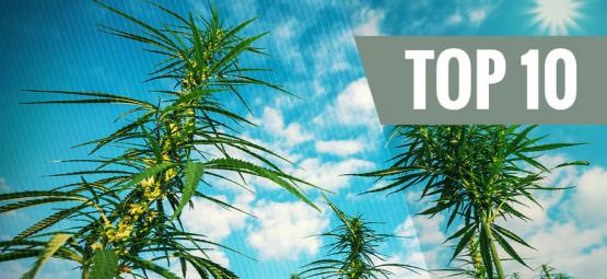 Top 10 Hoogproductieve Feminized Cannabis Soorten