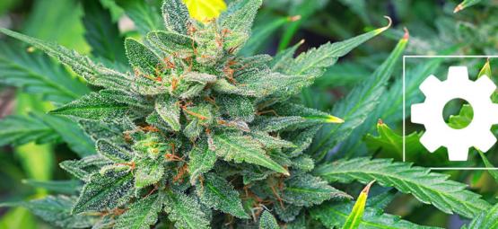 Zijn Autoflowering Cannabissoorten Minder Krachtig Dan Andere?