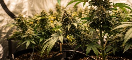 Top 10 vrouwelijke cannabissoorten met XXL-oogst