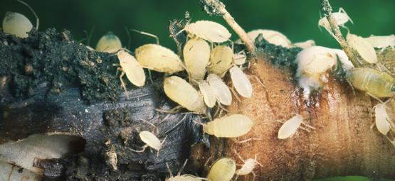 Wortelluizen Bij Wietplanten: Hoe Bestrijd Je Ze?