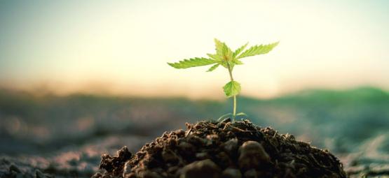 Hoe Maak Je Zelf Compost Voor Het Kweken Van Cannabis? 