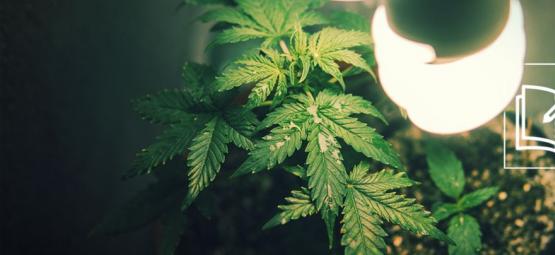 Alles Wat Je Moet Weten Over Micro Growing Cannabis