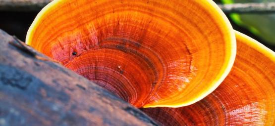 Wat Is Reishi?