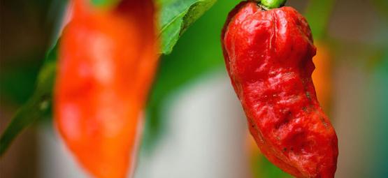 Ghost Pepper (Bhut Jolokia): Hoe Te Telen En Gebruiken