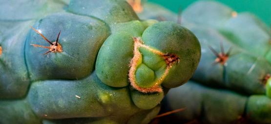 Echinopsis Zamnesiana — Onze Exclusieve Mescaline Cactus