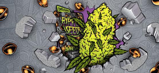 Zamnesia x Ripper Seeds: Amnesia Punch (Limited Edition)