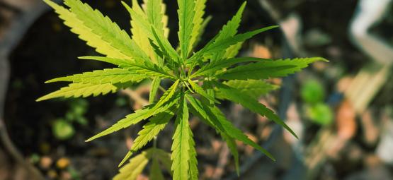 Vreemde En Prachtige Cannabismutaties