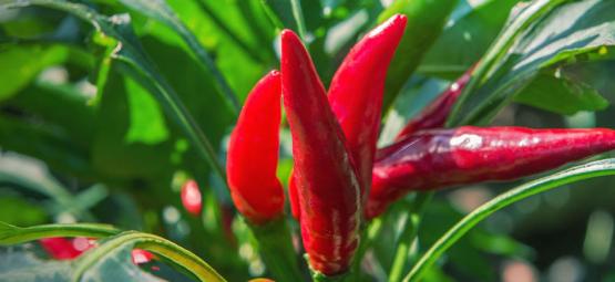 De Beste Gezelschapsplanten Voor Je Chilipeper Planten