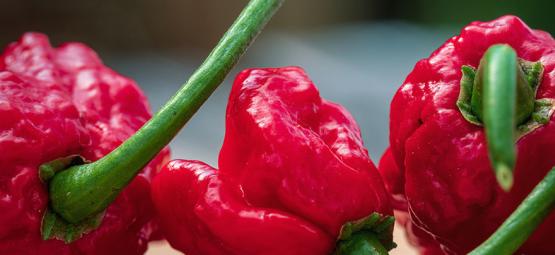 Carolina Reaper: Hoe Kweek En Gebruik Je Deze Peper?