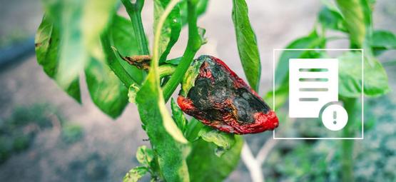 Wat Kun Je Tegen Ongedierte Op Chilipeper Planten Doen?