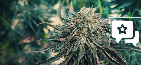 Pink Rozay: Cannabis Strain Review & Informatie