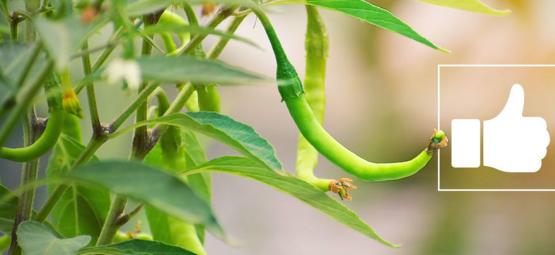 Wat Zijn De Voordelen Van Hete Chilipepers?