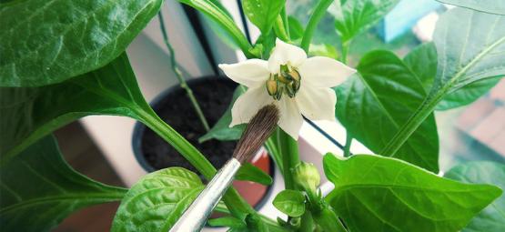 Hoe Je Handmatig Peper Planten Bestuift