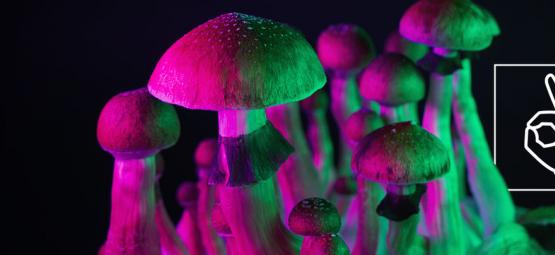 Kun Je Een Tolerantie Voor Magic Mushrooms Ontwikkelen? 
