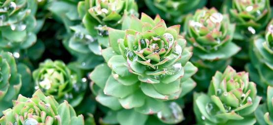 Alles Over Rhodiola