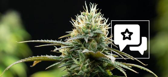 Zamnesia X: Cannabis Strain Review & Informatie