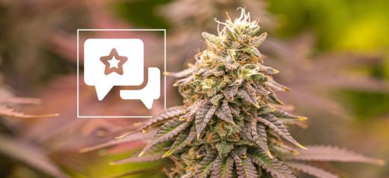 Jealousy: Cannabis Strain Review & Informatie