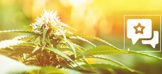 Biscotti: Cannabis Strain Review & Informatie 