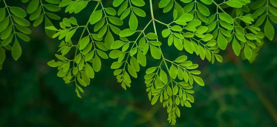 Moringa: Alles Wat Je Moet Weten