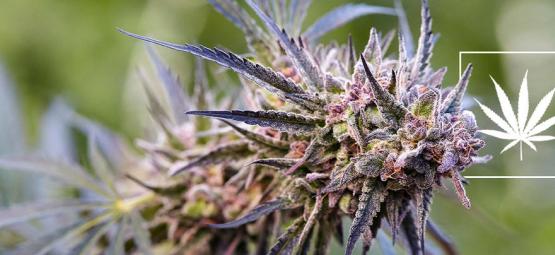 Wat Zijn Cannabis Strains?