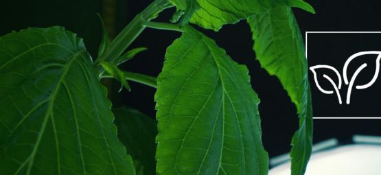 Hoe Kweek Je Salvia Divinorum?
