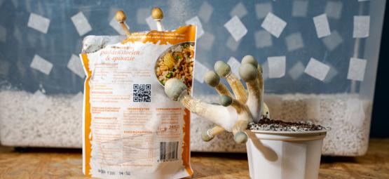 Uncle Ben’s Tek: Voordelig Magic Mushrooms Kweken