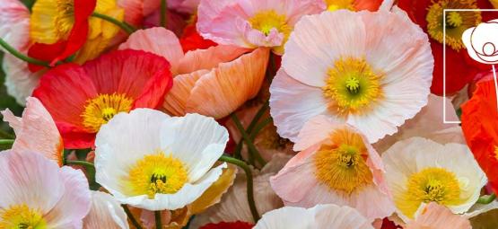 Alles Wat Je Moet Weten Over Papaver