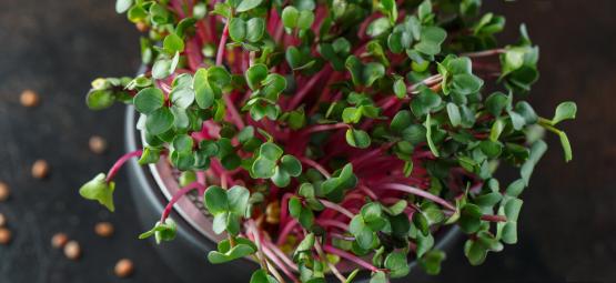 Microgreens: Wat Zijn Het En Hoe Kweek Je Ze?