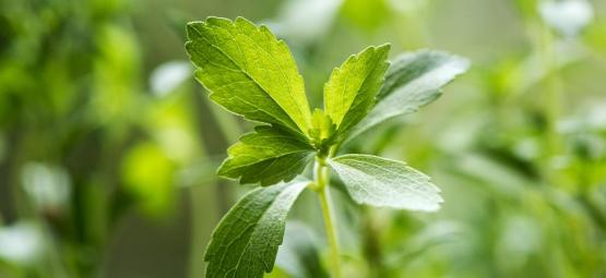 Wat Je Over Stevia Zou Moeten Weten