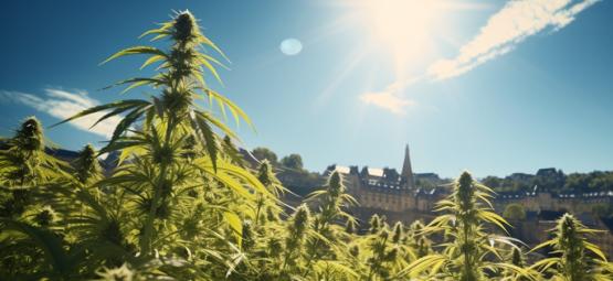 Opnieuw Een Overwinning Voor Wiet: Luxemburg Legaliseert Cannabis