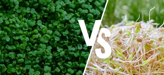 Kiemgroente Versus Microgreens: Wat Is Het Verschil?
