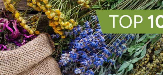 Top 10 Therapeutische Planten Om Thuis Te Kweken