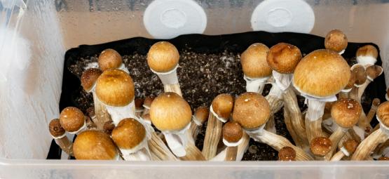 Hoe Kweek Je Magic Mushrooms In Een Monotub?