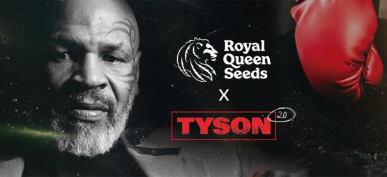 Royal Queen Seeds X Mike Tyson: De Beste Match Ooit?