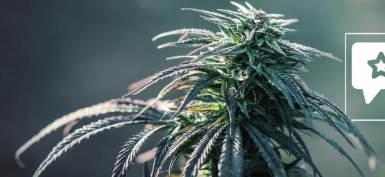 Northern Lights: Cannabis Strain Review & Informatie