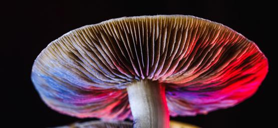 Alles Wat Je Moet Weten Over Psilocybe Cubensis