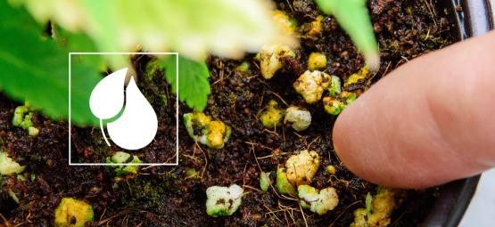 Je Eigen Voeding Voor Wietplanten Maken