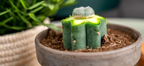 Hoe Kun Je Een Peyote Cactus Enten?