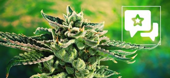 Blue Cheese: Cannabis Strain Review & Informatie