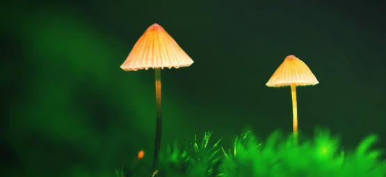 Magische Paddestoelen In De Buitenteelt 