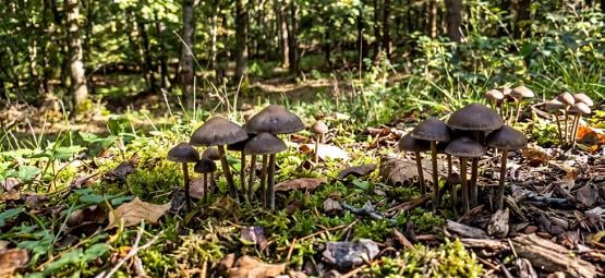Magische Paddestoelen In De Buitenteelt 