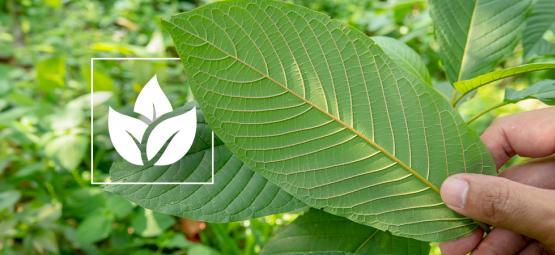 De geschiedenis van kratom