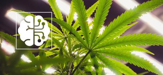 Hoe AI en automatisering de cannabisindustrie revolutioneren